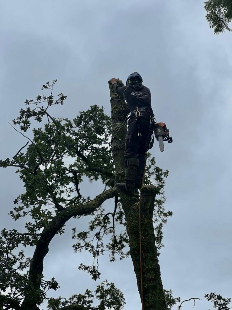 Tree Services in Preston, Lancashire, Cumbria Tree Care, Tree