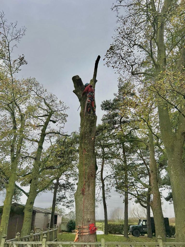 Shrub And Tree Removals in Preston, Lancashire and Cumbria