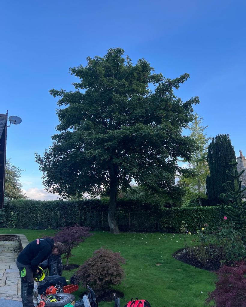 TREE SPECIALISTS IN LANCASHIRE