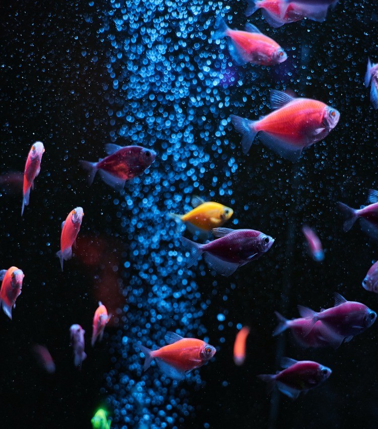 What Fish Can You Catch In Reef Fishing? UK