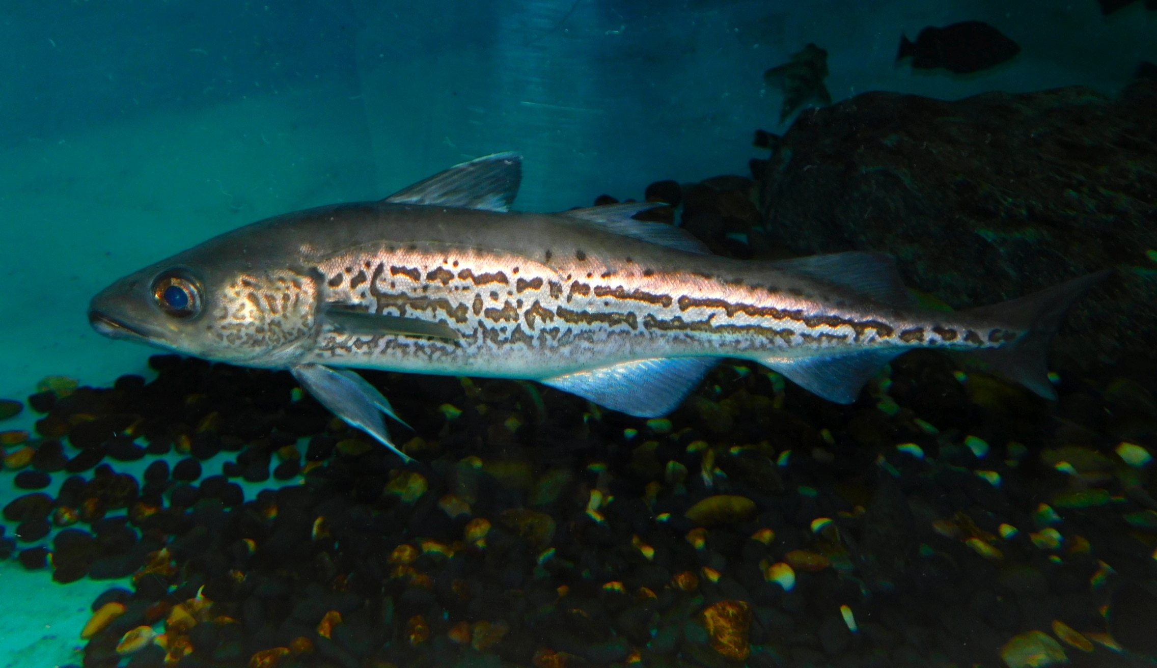 Does Alaska Pollock Fish Have Scales And Fins at Bryan Mendez blog