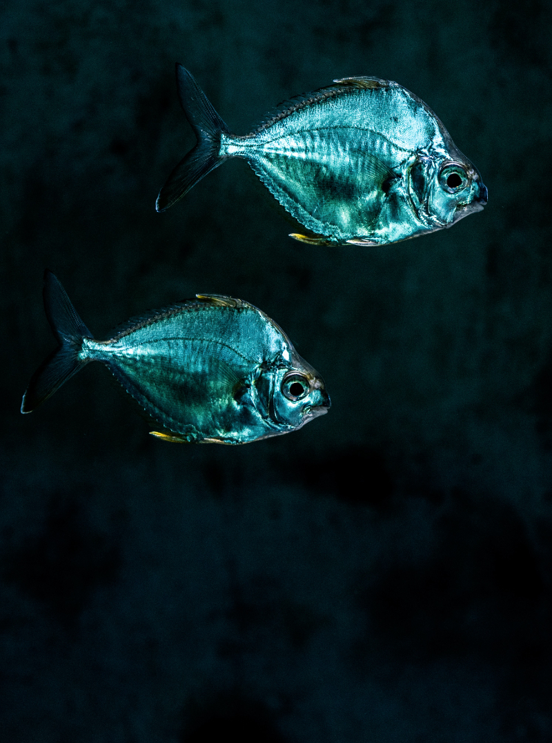 UK Reef Fishing