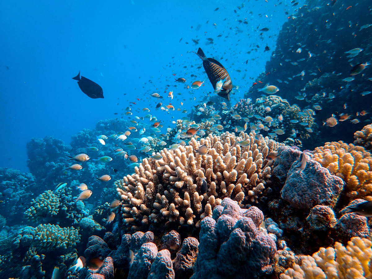 What Fish Can You Catch In Reef Fishing What Fish Can You Catch In Reef Fishing
