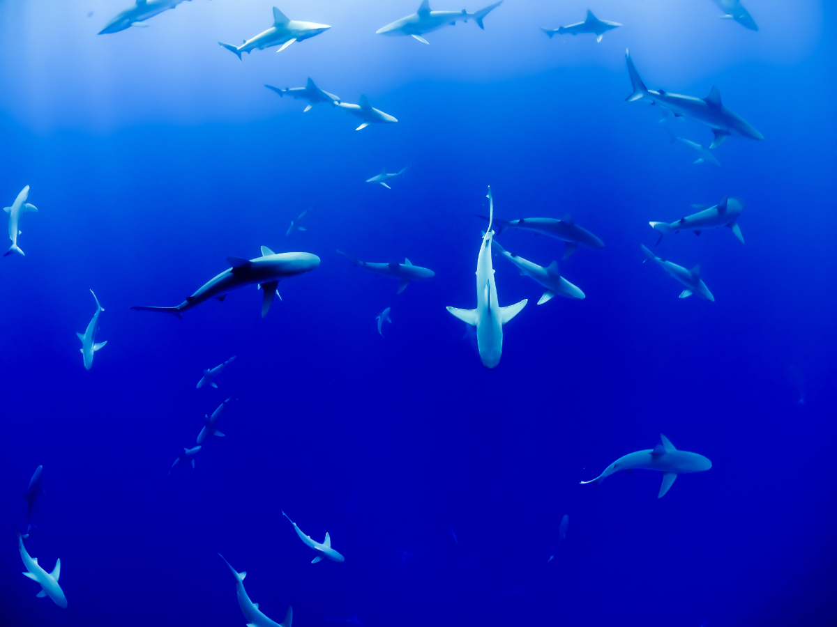 What Sharks Can You Catch In The UK What Sharks Can You Catch In The UK