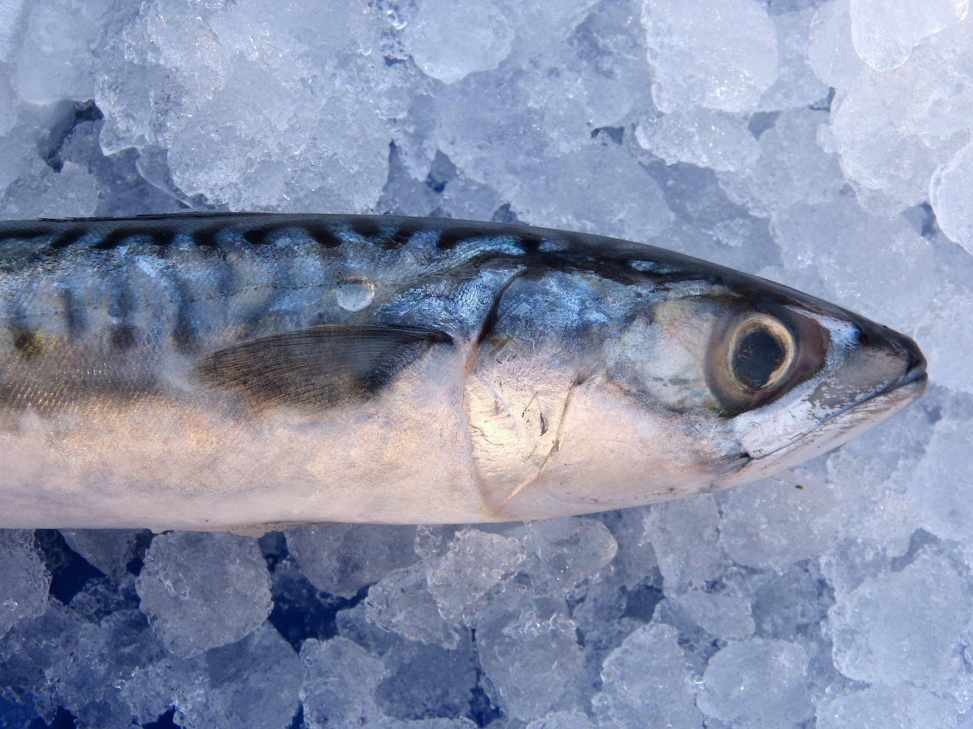 How To Fish For Mackerel UK