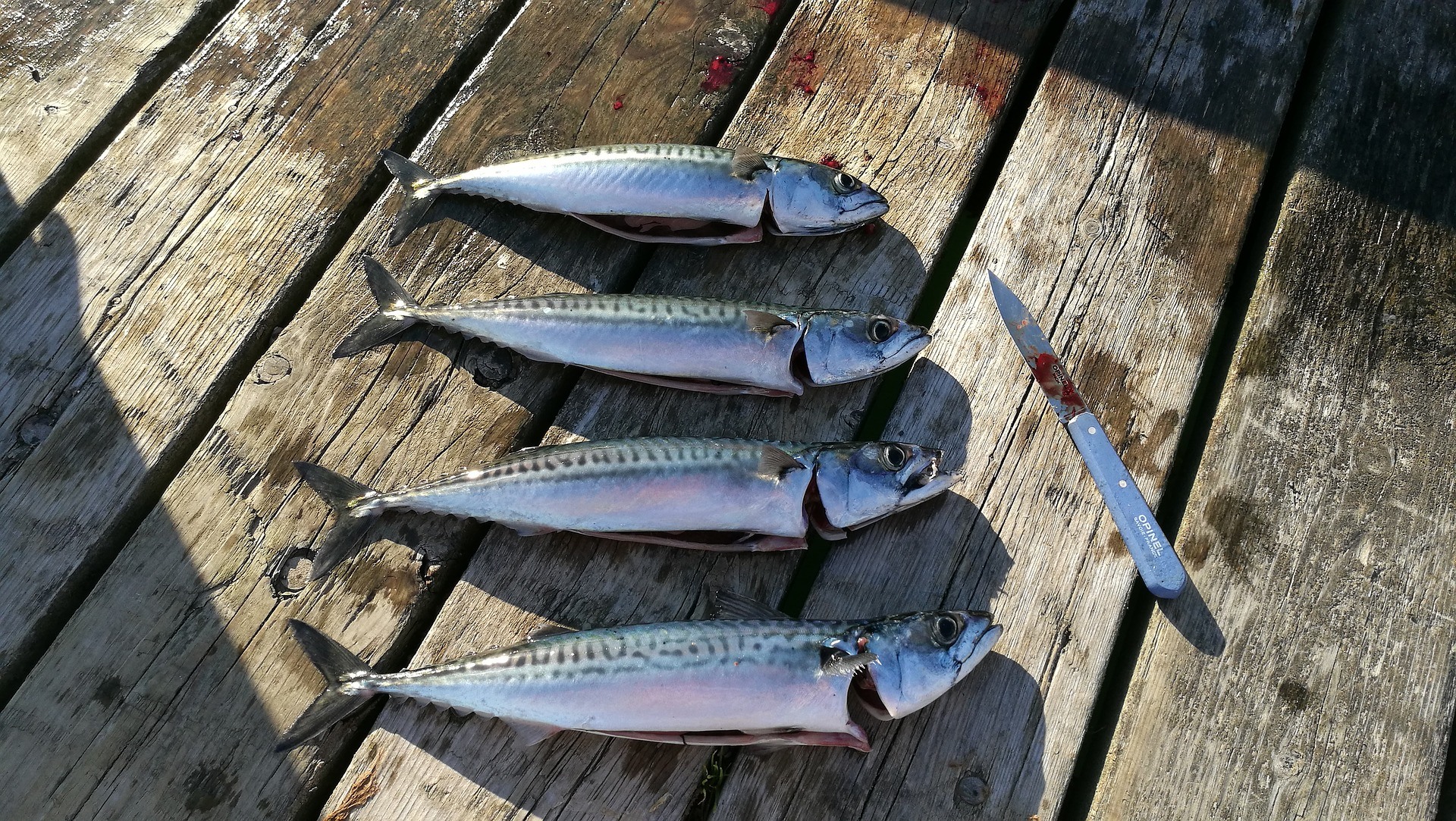 WHAT DEPTH TO CATCH MACKEREL Looe, Cornwall