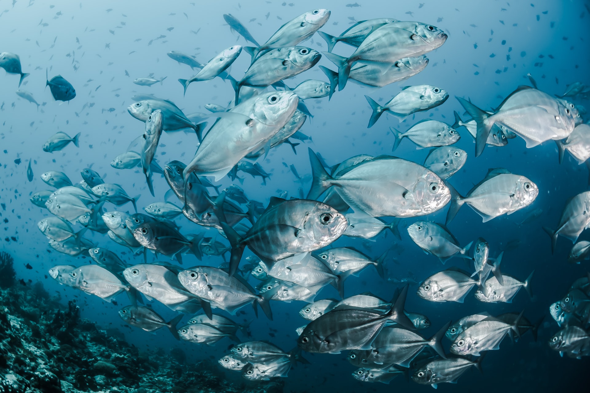 Which fish are protected species? UK
