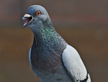 view of a feral pigeon