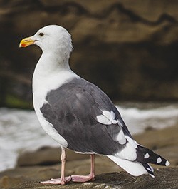lesser black-backed gull