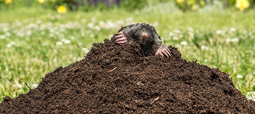 Mole and Rabbit Removal Stevenage