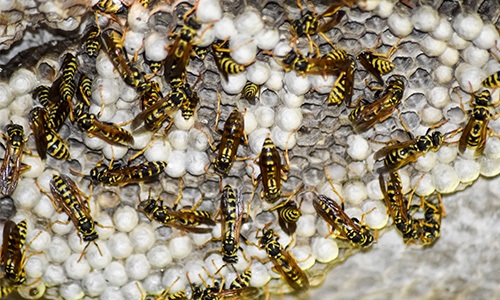 Wasps & Bees pest control Stevenage Hertfordshire