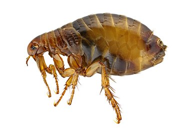 close up view of a flea