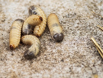 handful of woodworms on a plank of wood