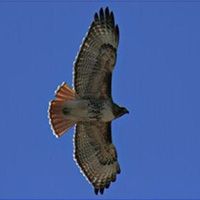 Red Tail Pest Control