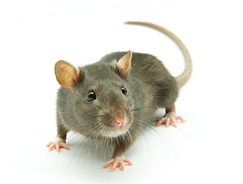 black rat identification