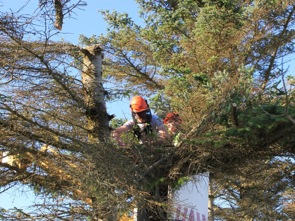 Do Trees Grow Faster When Pruned Image