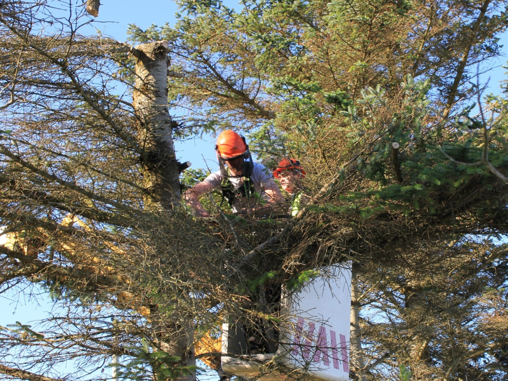 Tree shaping and pruning