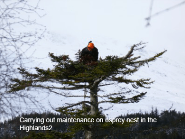 osprey nest maintenance