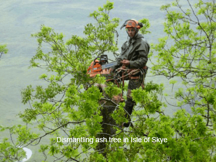 Tree Pruning Dundee, Forfar, Angus, Aberdeenshire