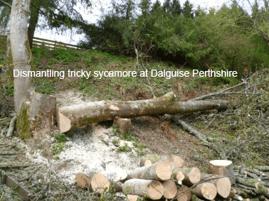 tree dismantling in dalguise perthshire