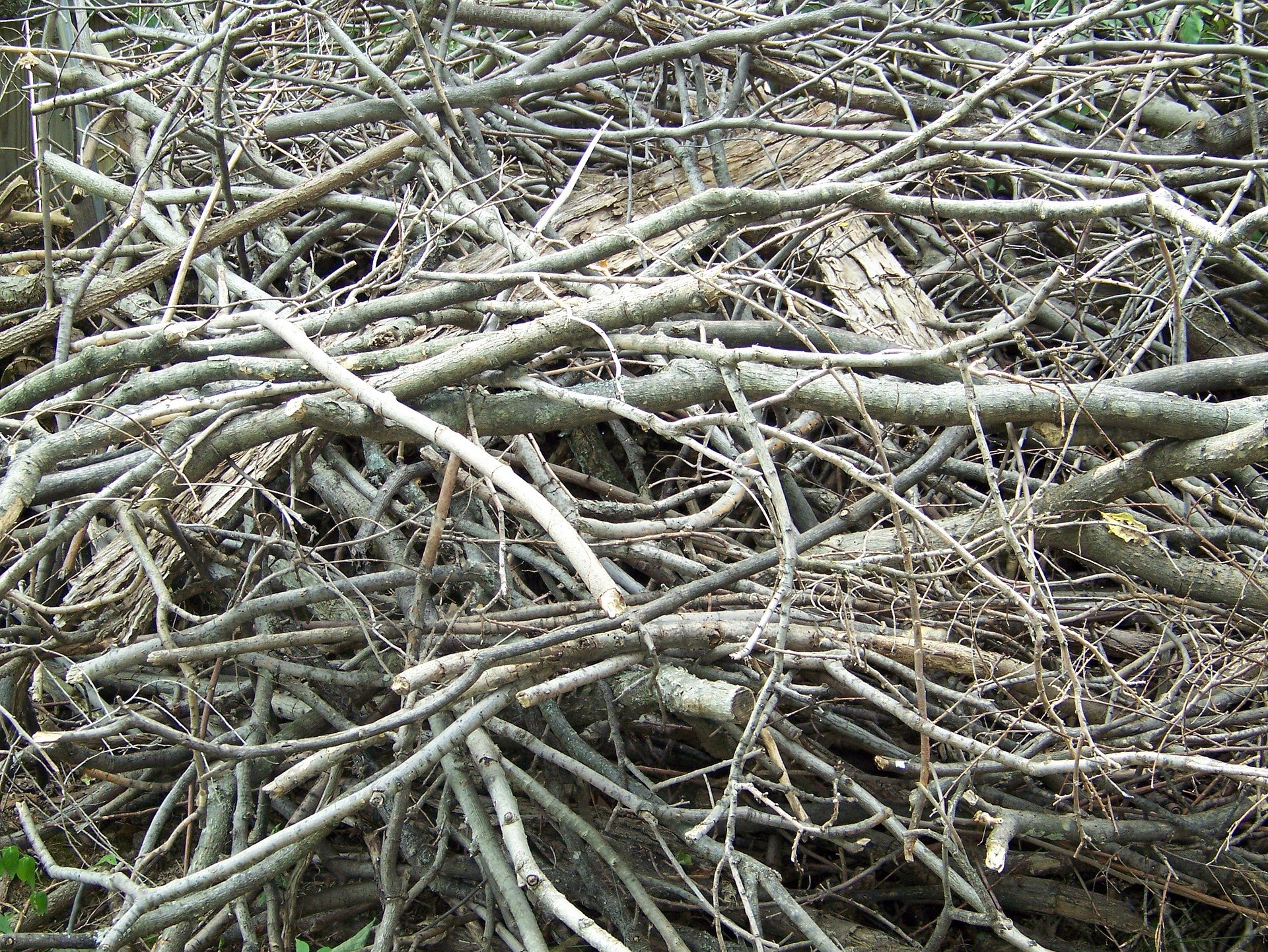 When should tree pruning be done? Dundee, Forfar, Angus, Aberdeenshire
