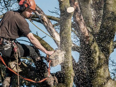 Is pruning good for trees? Dundee, Forfar, Angus, Aberdeenshire