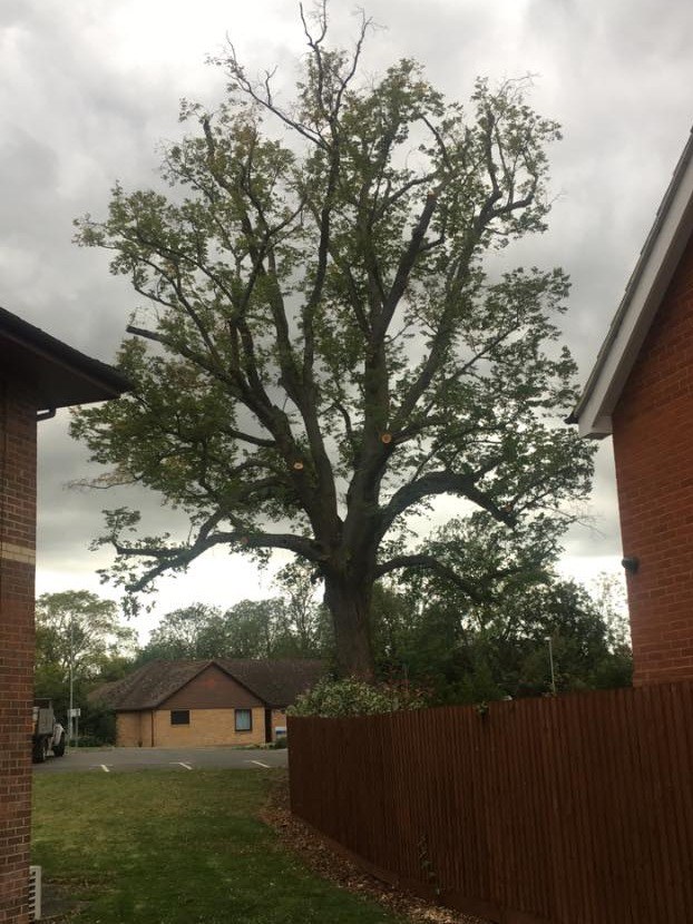 What Can I Do If My Neighbours Trees Are Too High?
