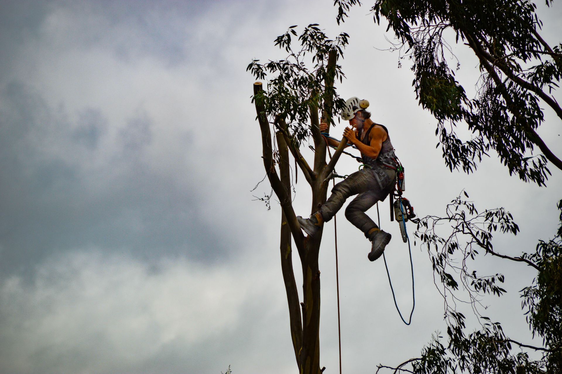 How Do You Tell If A Tree Needs To Be Removed How Do You Tell If A Tree Needs To Be Removed