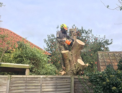 What is Arboriculture What is Arboriculture
