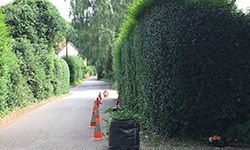 What Are Residential Tree Care Services What Are Residential Tree Care Services