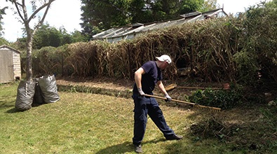 cleaning up after hedge removal
