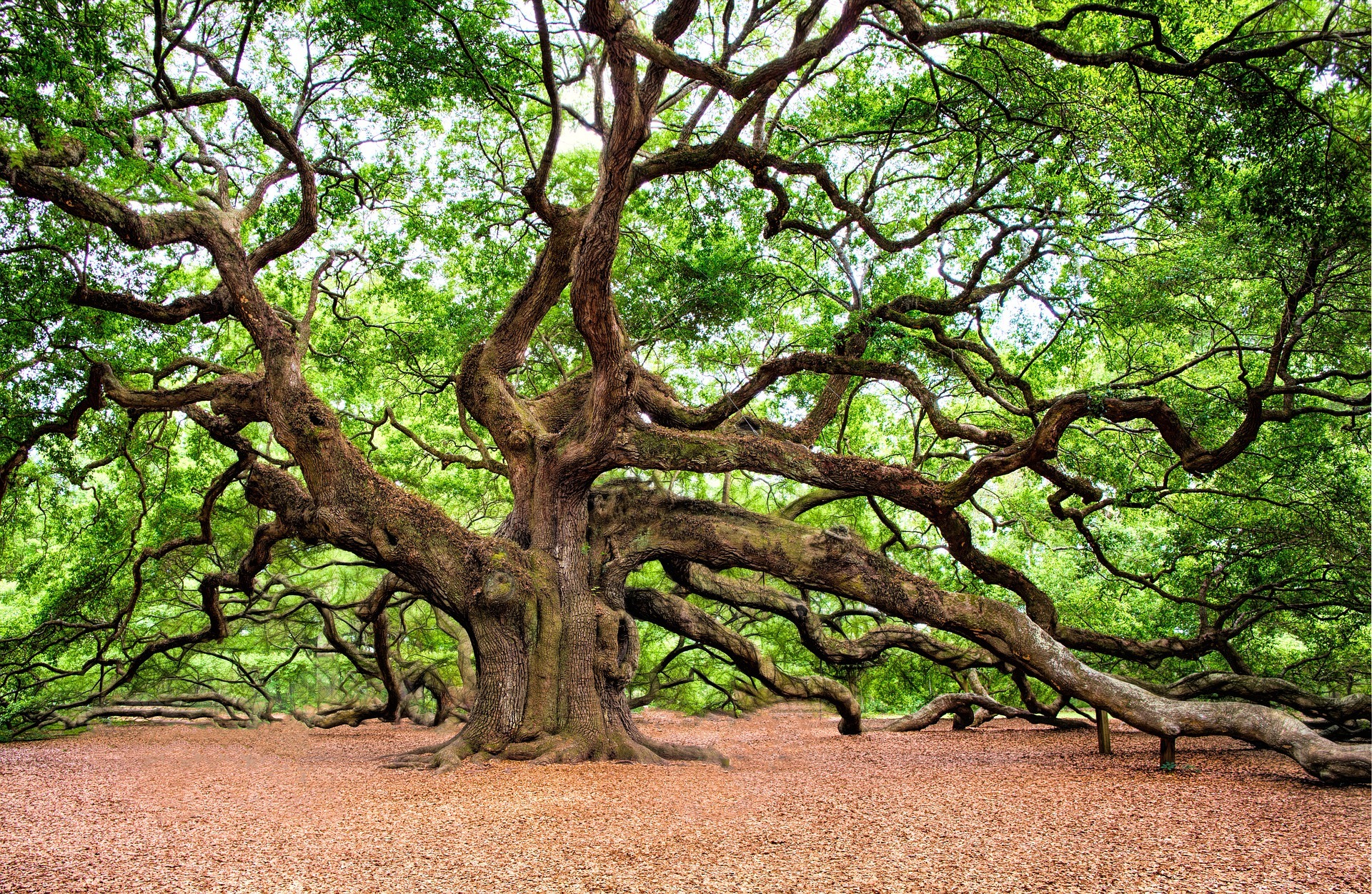 Is A Tree Survey A Legal Requirement Is A Tree Survey A Legal Requirement
