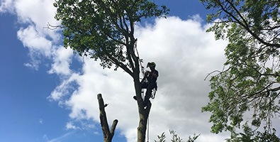 Saving Storm-Damaged Trees