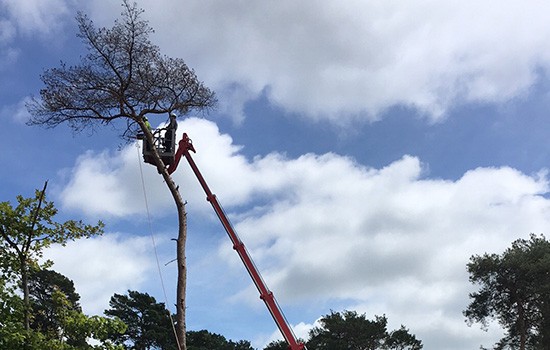 Choosing A Tree Surgeon Choosing A Tree Surgeon