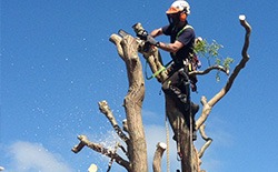 Tree Removal for Land Clearance Tree Removal for Land Clearance