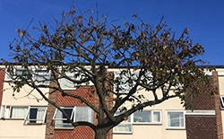 Who can Provide Emergency Tree Removal Who can Provide Emergency Tree Removal