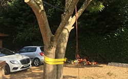 Who Can Provide Tree Planting Services Who Can Provide Tree Planting Services