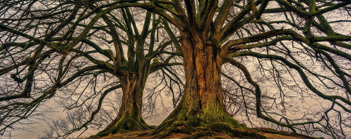 What Does A Tree Survey Cost What Does A Tree Survey Cost