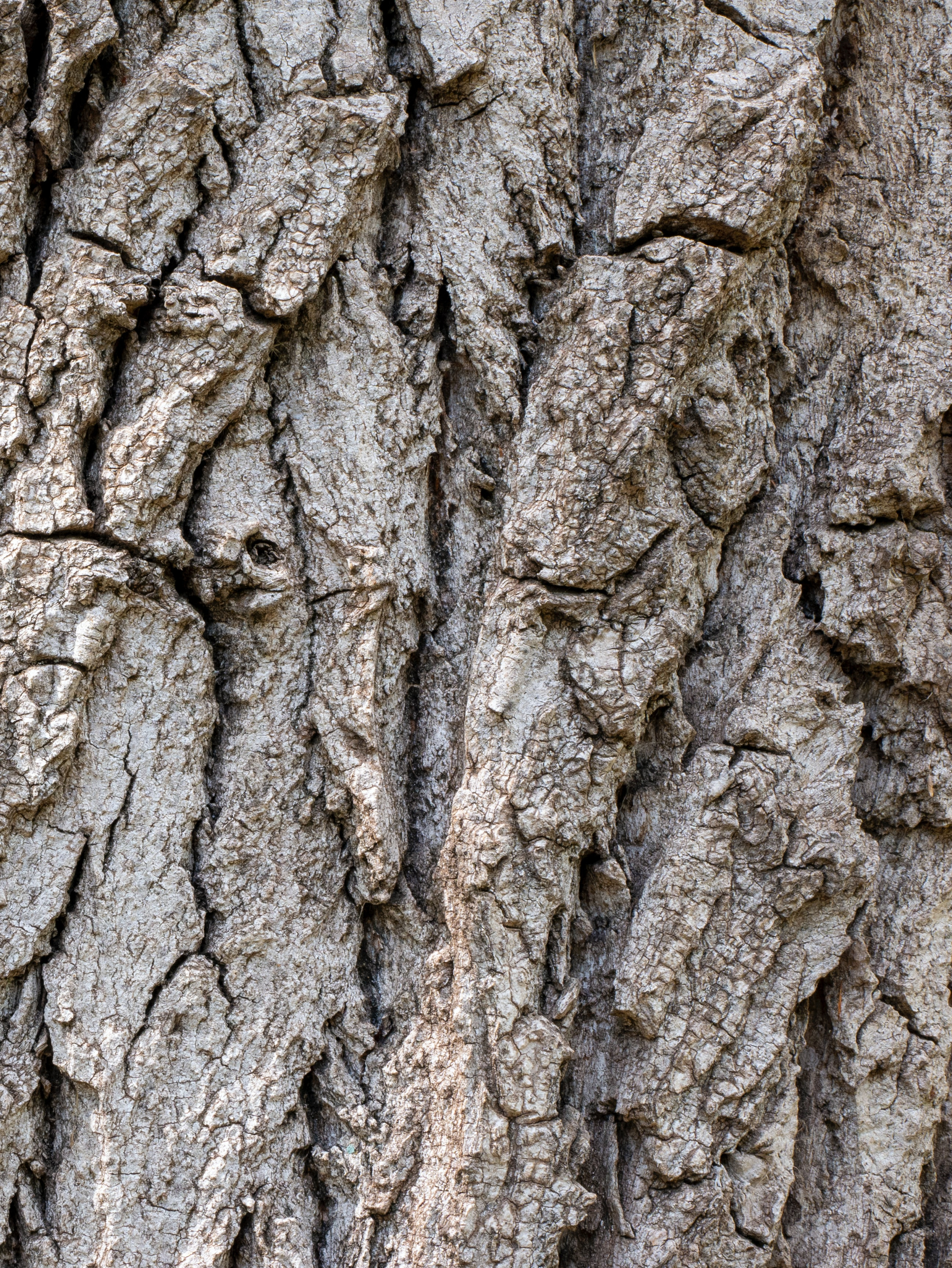 How Do You Survey A Tree How Do You Survey A Tree