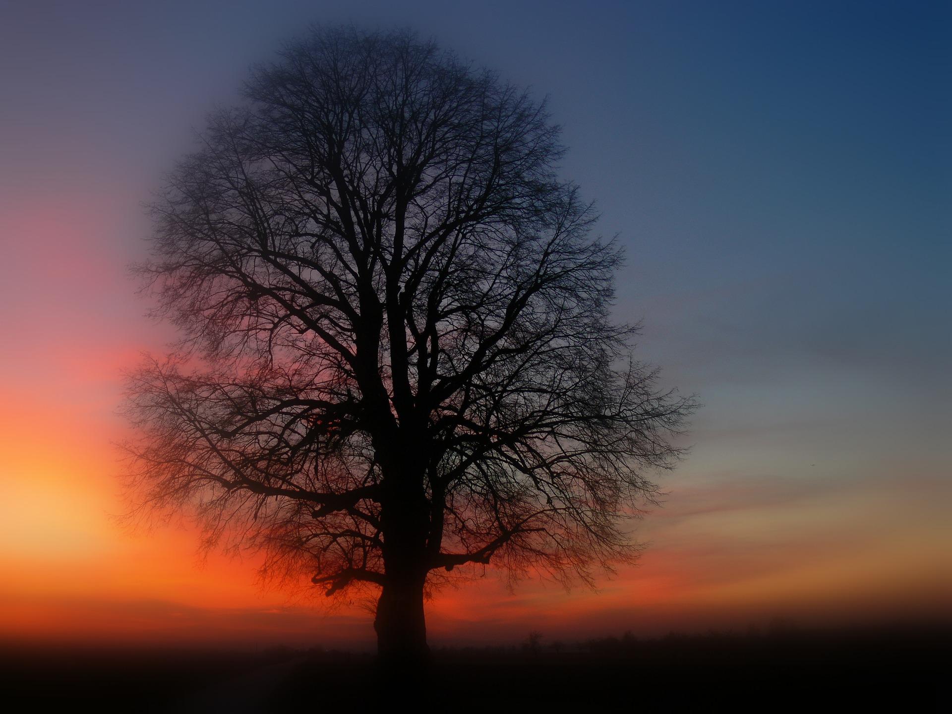 How Much Does A Tree Survey Cost UK How Much Does A Tree Survey Cost UK