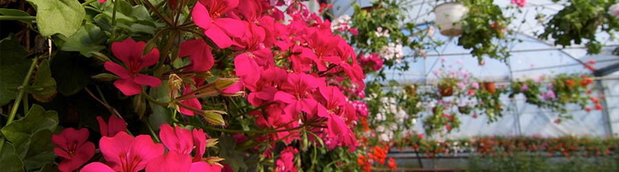 What to plant in Winter What to plant in Winter