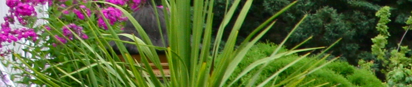 Choosing Garden Flowers Choosing Garden Flowers