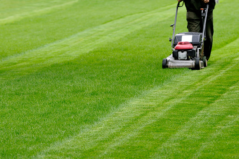 lawn ideas