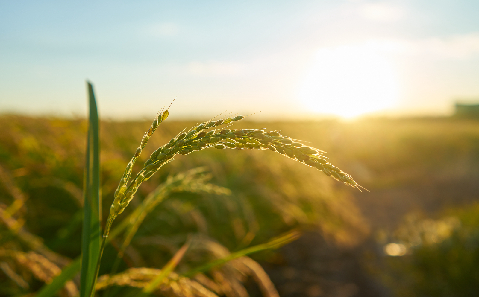 Roller Shutters for Agricultural or Commercial Purposes