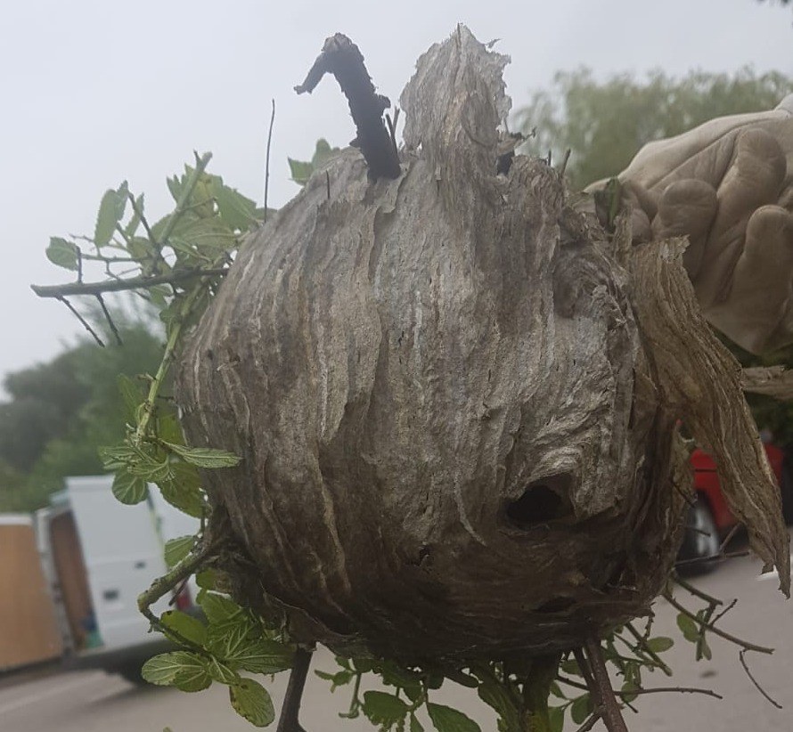  How Do Exterminators Remove Wasp Nests?
