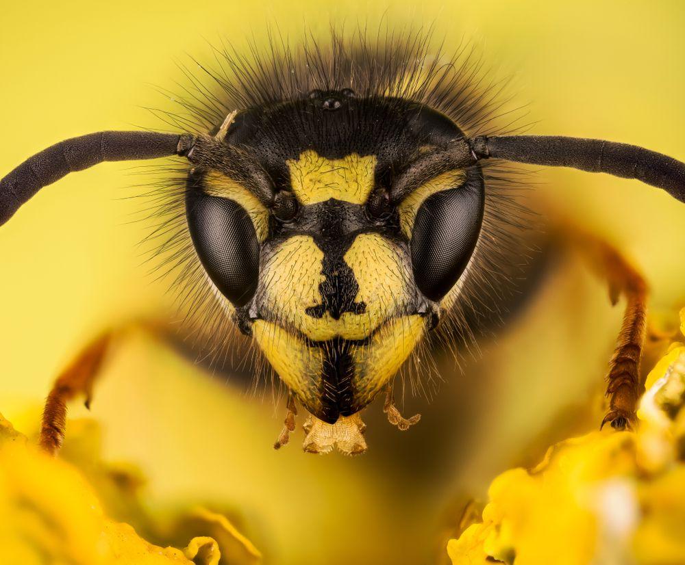 Do Wasps Sting For No Reason Do Wasps Sting For No Reason