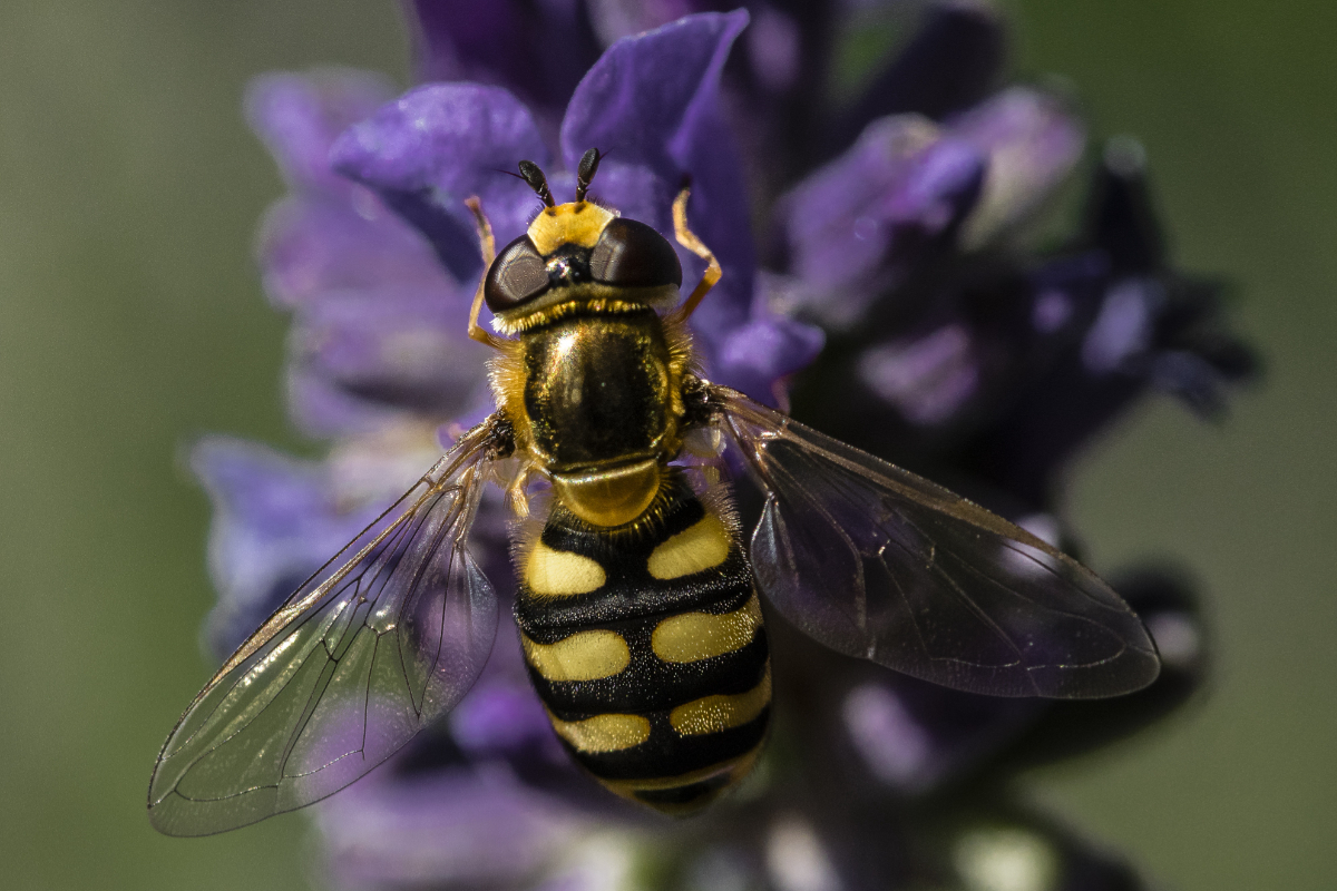 The Dangers of Wasps The Dangers of Wasps