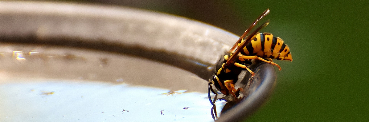 What Are The Signs Of Wasp Nests What Are The Signs Of Wasp Nests