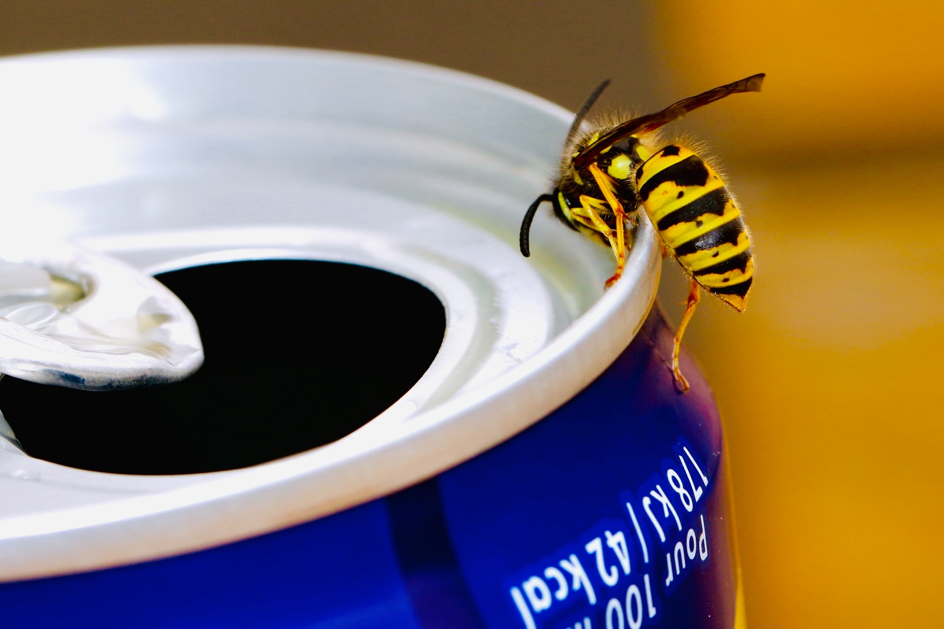 What Smell Do Wasps Hate What Smell Do Wasps Hate