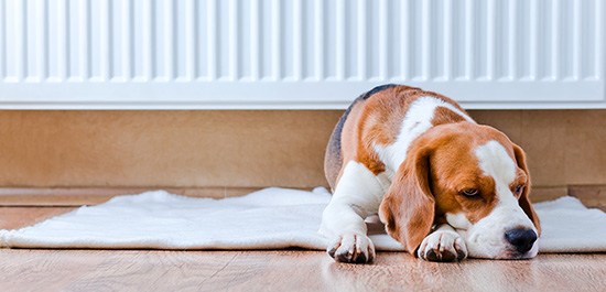 family pet asleep under radiator